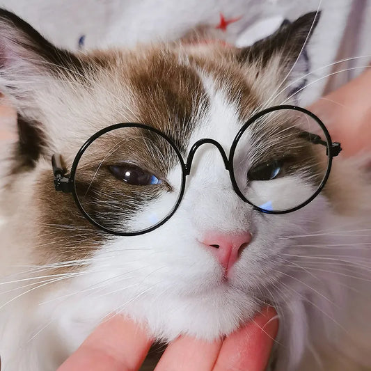 Round Kitty Glasses